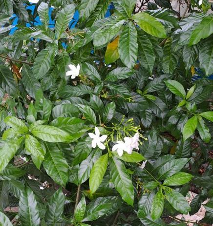 白色茉莉花代表什么意义？