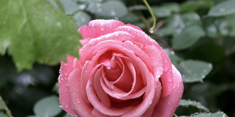 什么花象征平安顺利？平安顺利的花有哪些？