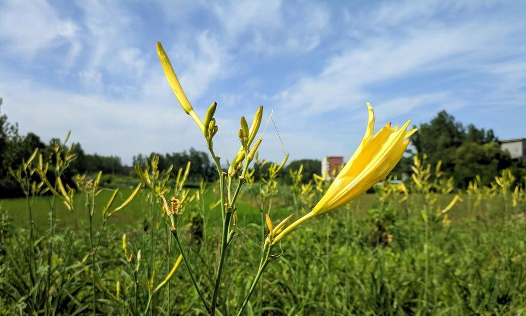 萱草花的文化意义有哪些？萱草花代表什么文化？