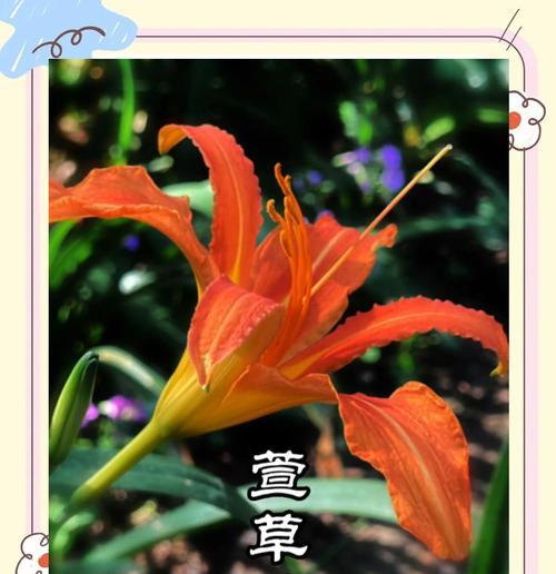萱草花的文化意义有哪些？萱草花代表什么文化？