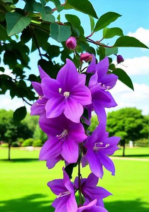 哪种花象征加油好运？它的花语是什么？