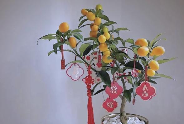 家里摆放吉祥花有什么寓意？吉祥花如何选择？