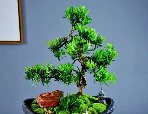 家里摆放吉祥花有什么寓意？吉祥花如何选择？