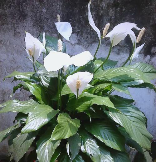 哪些花能在办公室带来吉祥？