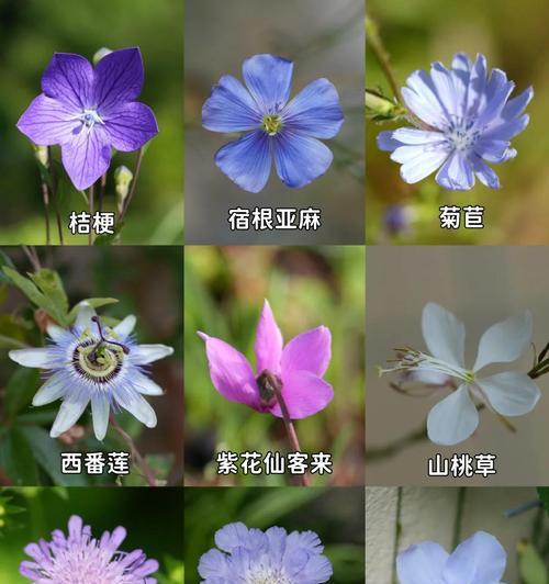 蓝色紫色手捧花有何寓意？选择它们的理由是什么？