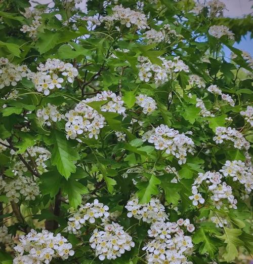 山楂花在爱情中代表什么？山楂花的寓意有哪些？