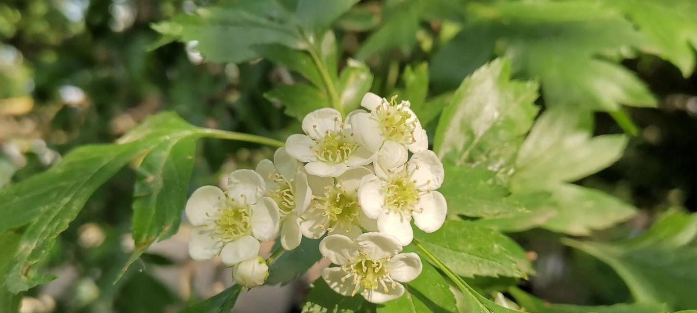 山楂花在爱情中代表什么？山楂花的寓意有哪些？