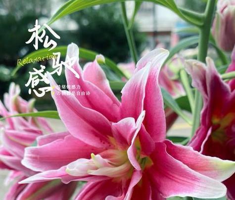 粉色花的花语是什么？它象征着什么？