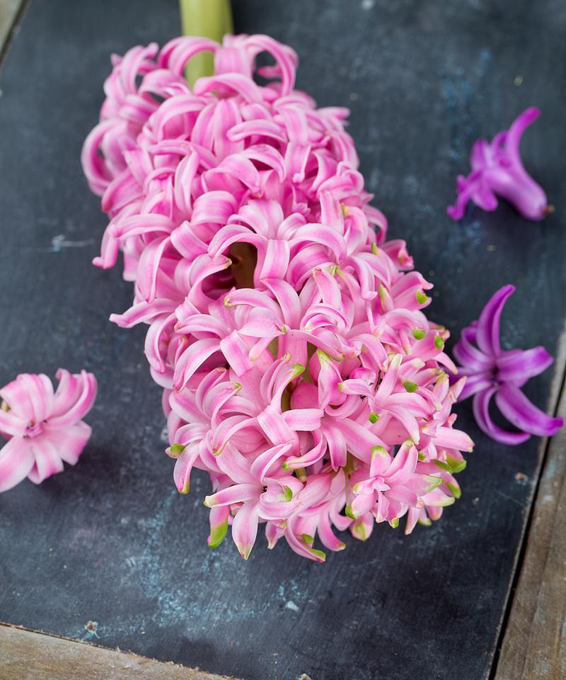 粉色花的花语是什么？它象征着什么？