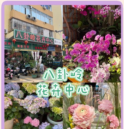 丽人节应该送什么花？丽人节花卉的花语是什么？