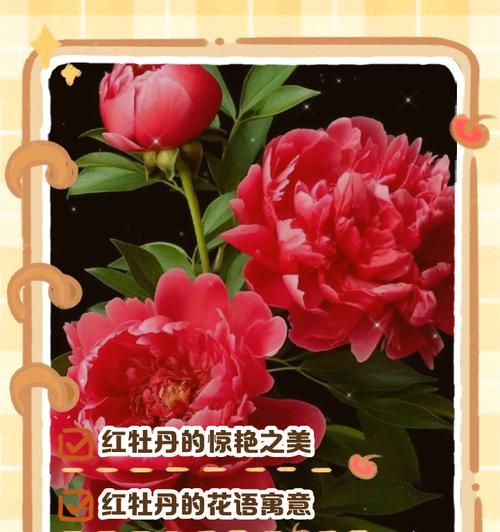 黑红色的花寓意含义是什么？
