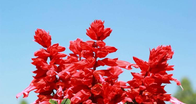 黑红色的花寓意含义是什么？