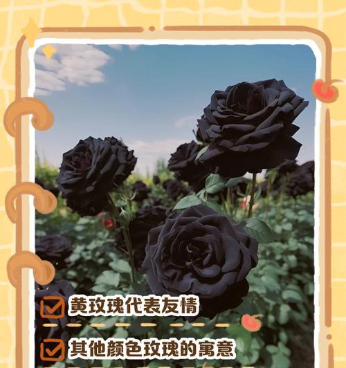 七种颜色玫瑰各自代表什么寓意？