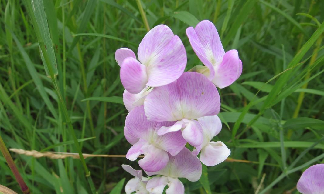 日本有哪些花象征健康？这些花的花语是什么？