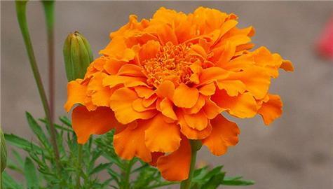 日本有哪些花象征健康？这些花的花语是什么？