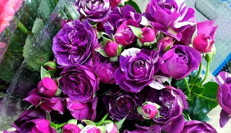 紫色月季花代表什么？紫色月季花的含义是什么？