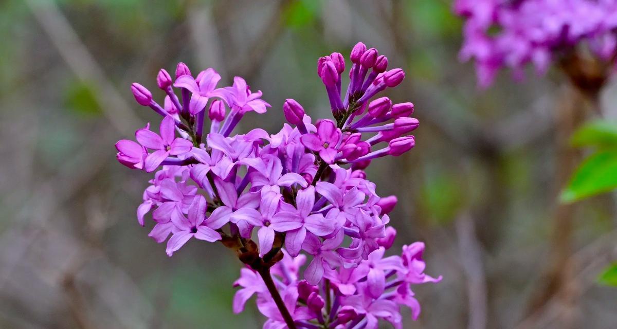 一月有哪些代表性的特色花？一月特色花的象征意义是什么？