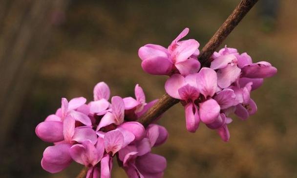 一月有哪些代表性的特色花？一月特色花的象征意义是什么？