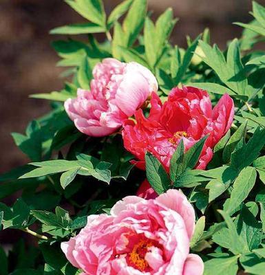 富贵生花的含义是什么？这种花象征着什么？