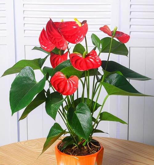 哪种花象征吉祥和平？吉祥和平的花是什么？
