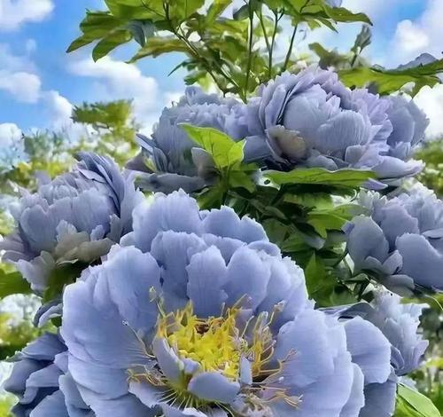 哪种花象征吉祥和平？吉祥和平的花是什么？