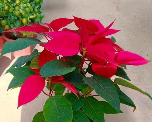 哪种花象征吉祥和平？吉祥和平的花是什么？