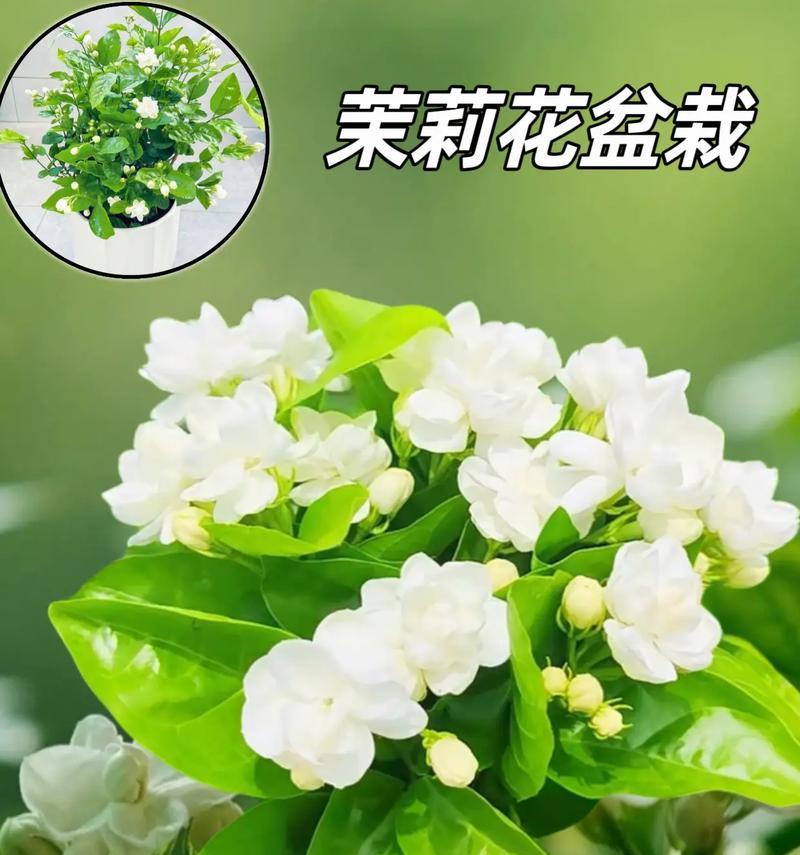 茉莉花在现代文化中有哪些新的象征意义？