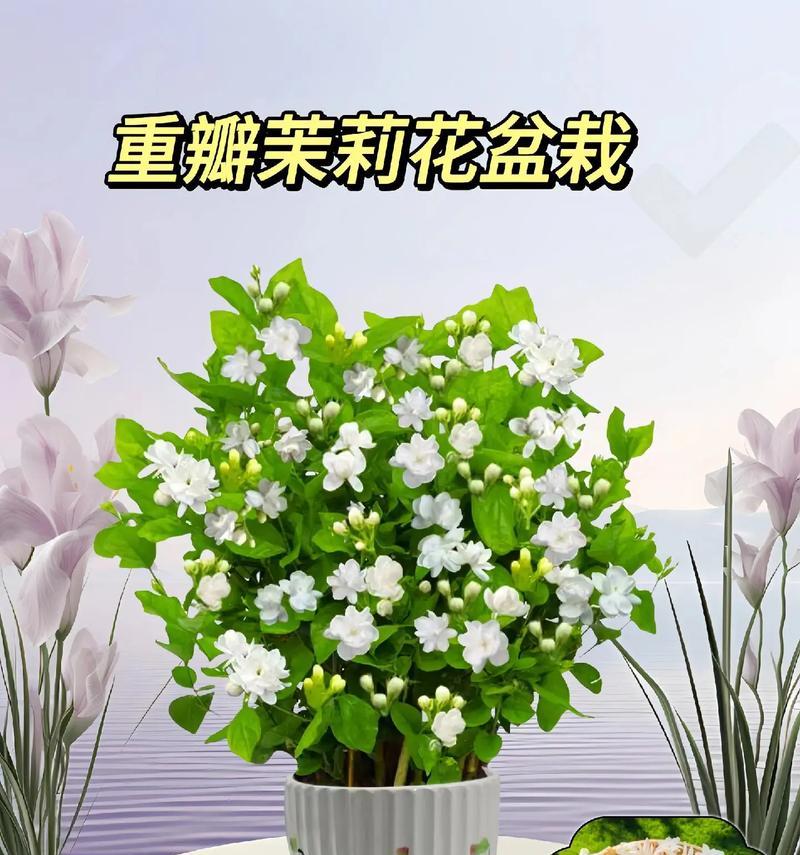 茉莉花在现代文化中有哪些新的象征意义？