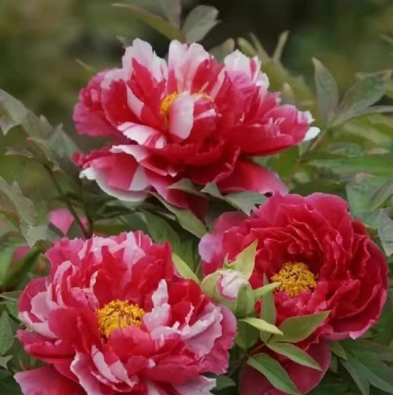 红色牡丹花有何象征意义？牡丹花代表富贵吉祥吗？