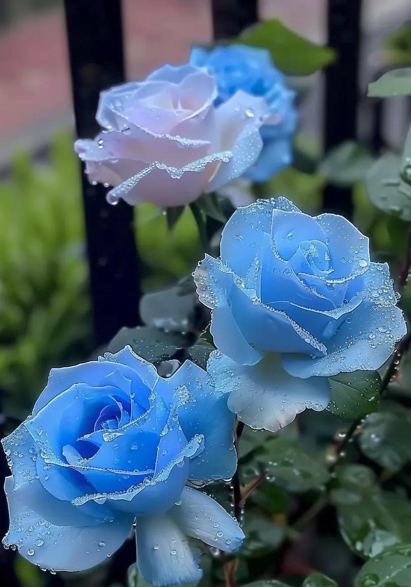 哪些花寓意非常浪漫？浪漫花语有哪些？