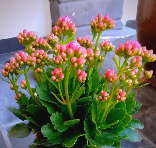 长寿花的花语与寓意是什么？长寿花象征着什么？