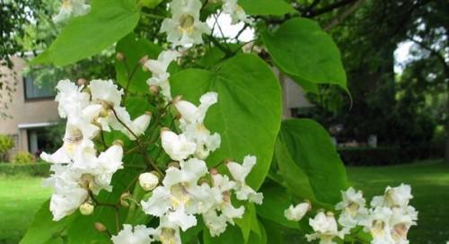 树上开的白色花代表什么？白色花的寓意是什么？