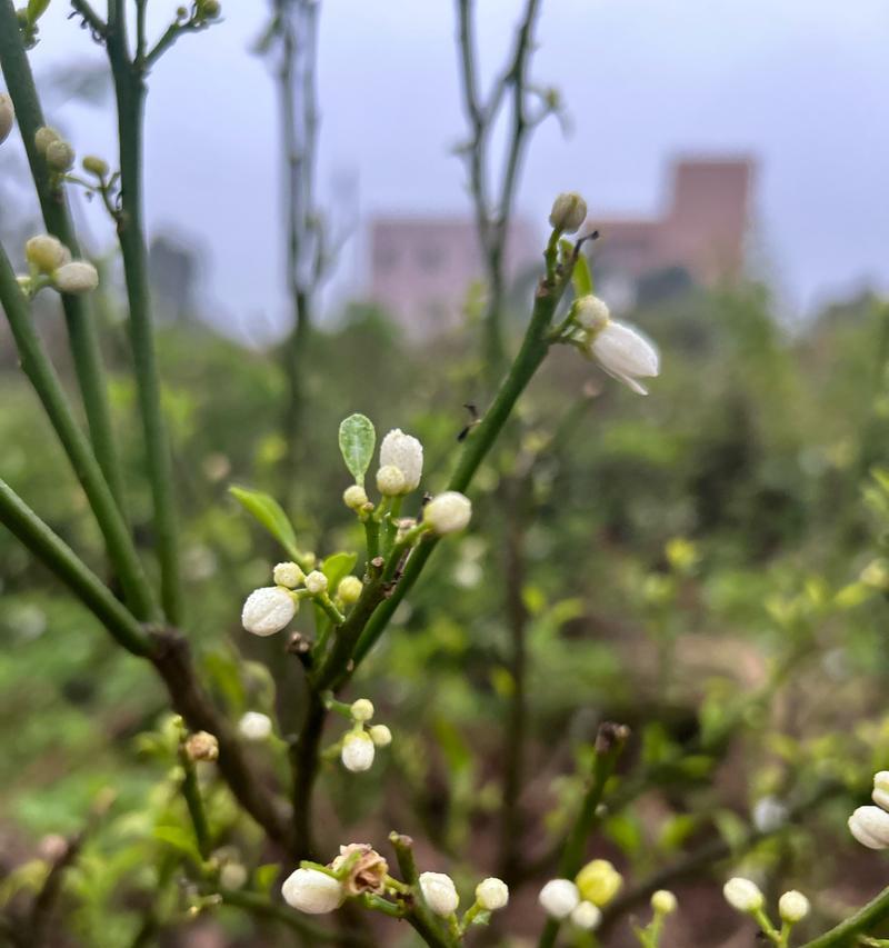 树上开的白色花代表什么？白色花的寓意是什么？