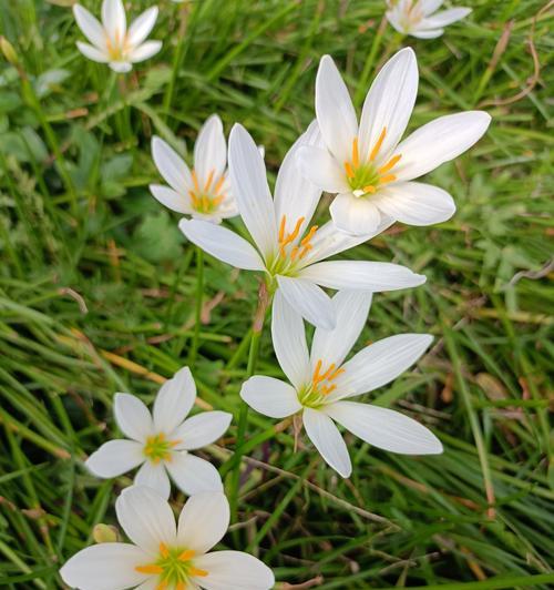 送绿色的花寓意是什么？它们象征着什么？