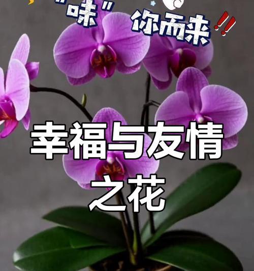 花真的是幸福的象征吗？