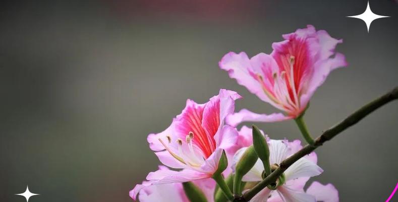 父亲节送紫荆花代表什么？紫荆花的象征意义是什么？
