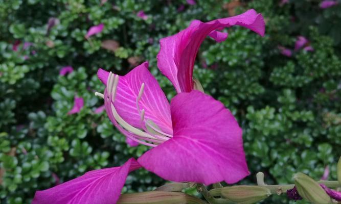 父亲节送紫荆花代表什么？紫荆花的象征意义是什么？