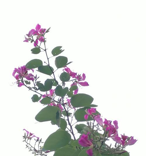 父亲节送紫荆花代表什么？紫荆花的象征意义是什么？