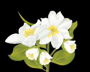 纯白色茉莉花代表了什么？