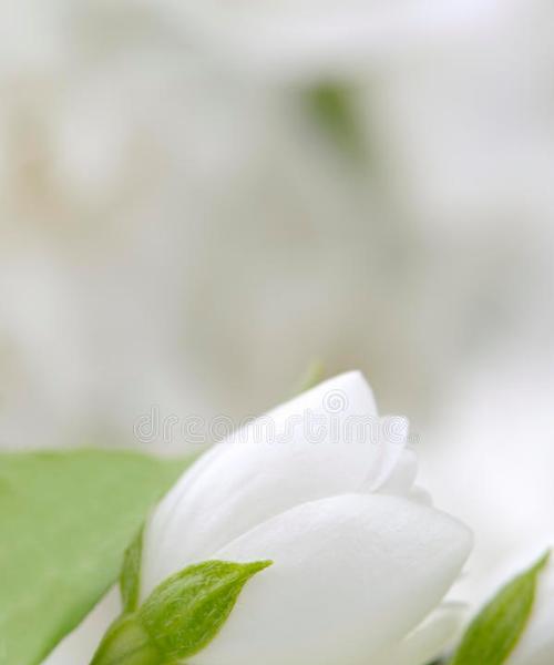 纯白色茉莉花代表了什么？