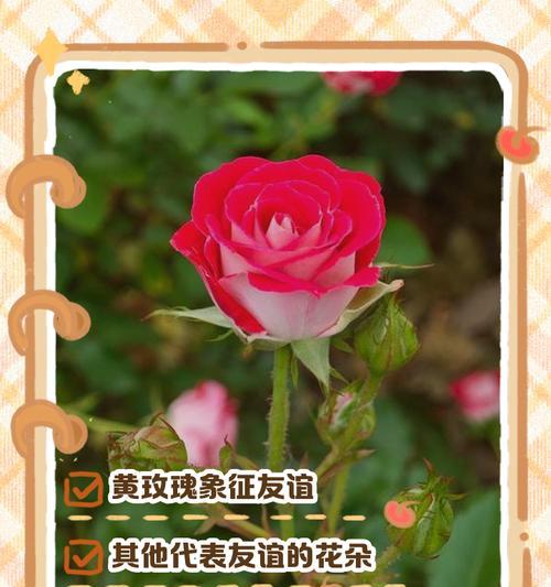 哪种颜色的花代表友谊？花的颜色与友谊象征有何关联？