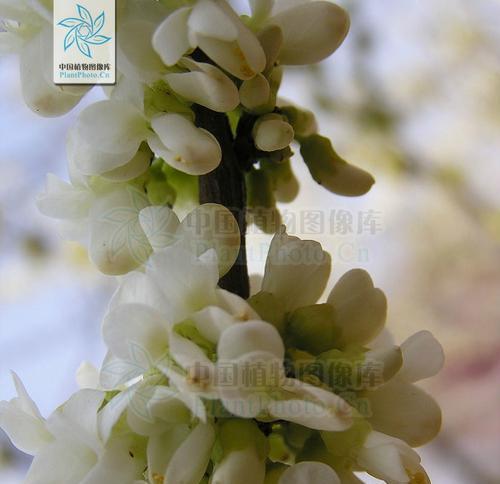 白色紫荆花代表什么？它的意义是什么？
