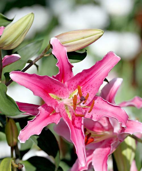 粉色百合花的含义是什么？粉色百合花寓意着什么？