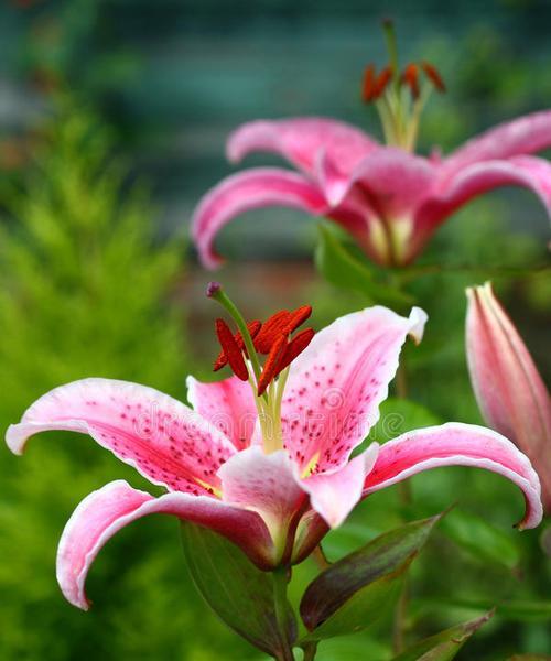 粉色百合花的含义是什么？粉色百合花寓意着什么？