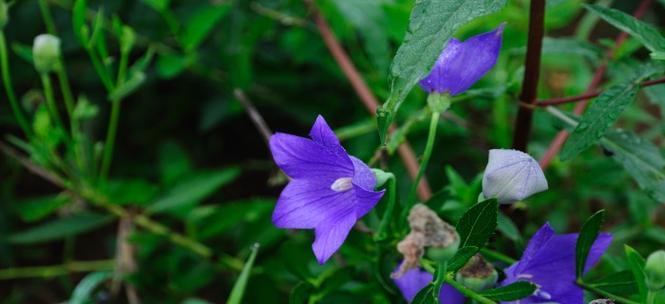 山节子的花语是什么？