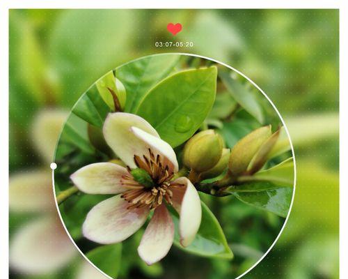 山节子的花语是什么？