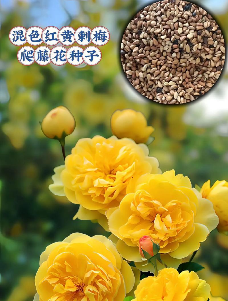 手工花黄色的花代表什么？黄色花的象征意义有哪些？