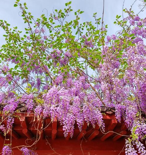粉色花紫藤花语是什么？紫藤花在花束中的作用？