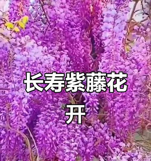 粉色花紫藤花语是什么？紫藤花在花束中的作用？