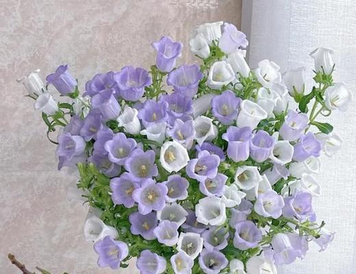 哈密瓜色玫瑰花代表什么？它的花语是什么？